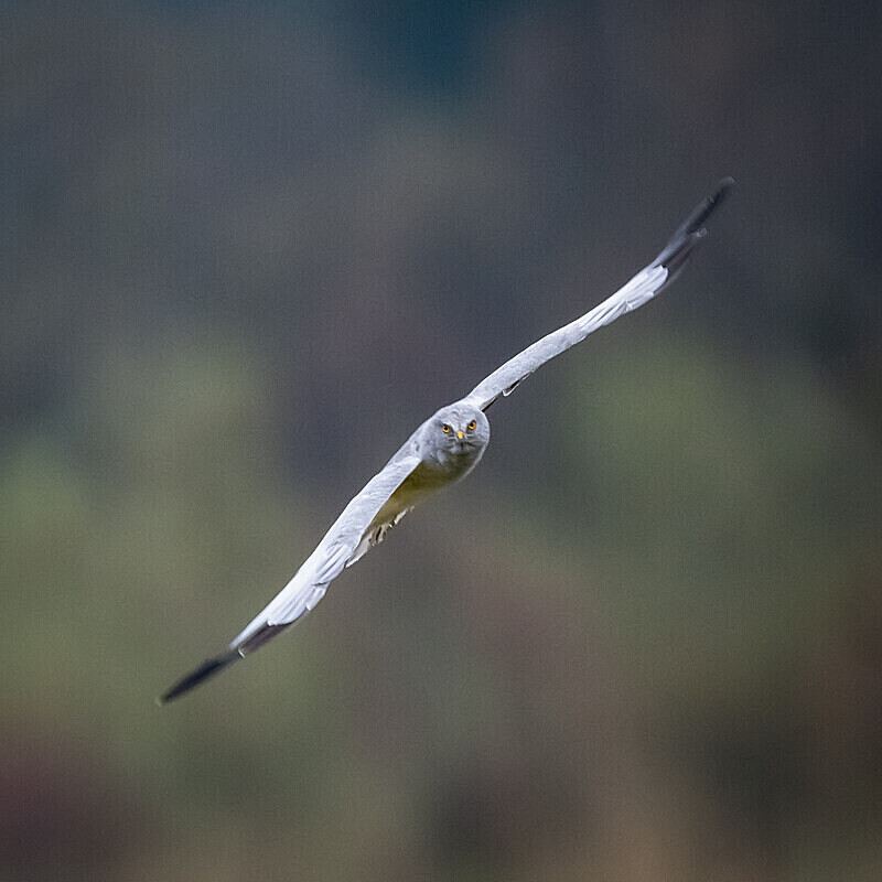  - UK Wildlife