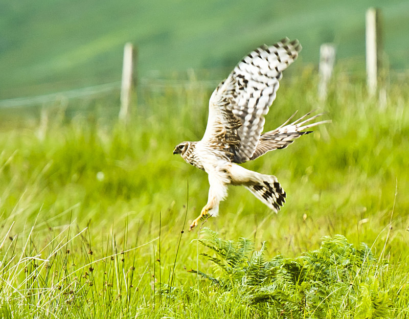 - UK Wildlife