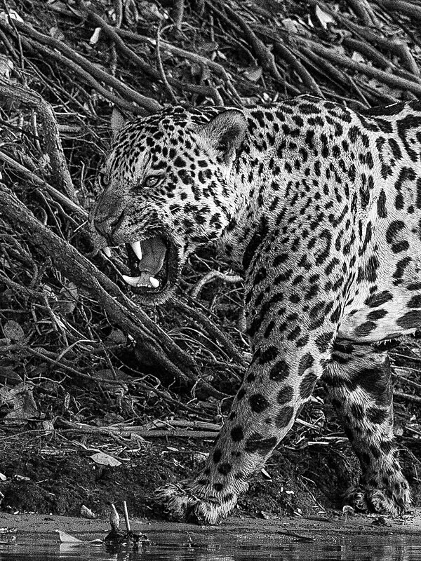  - Monochrome Selection