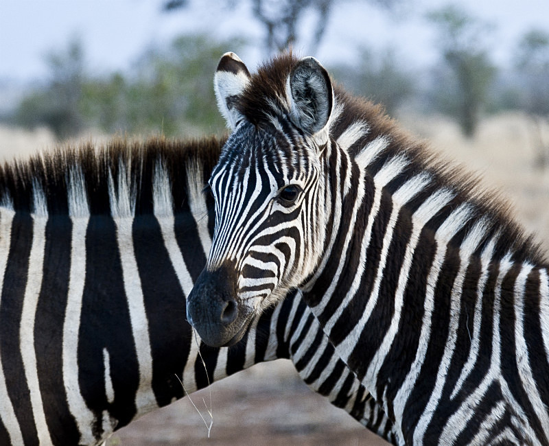  - South Africa