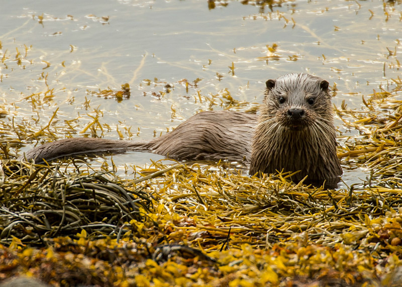  - UK Wildlife