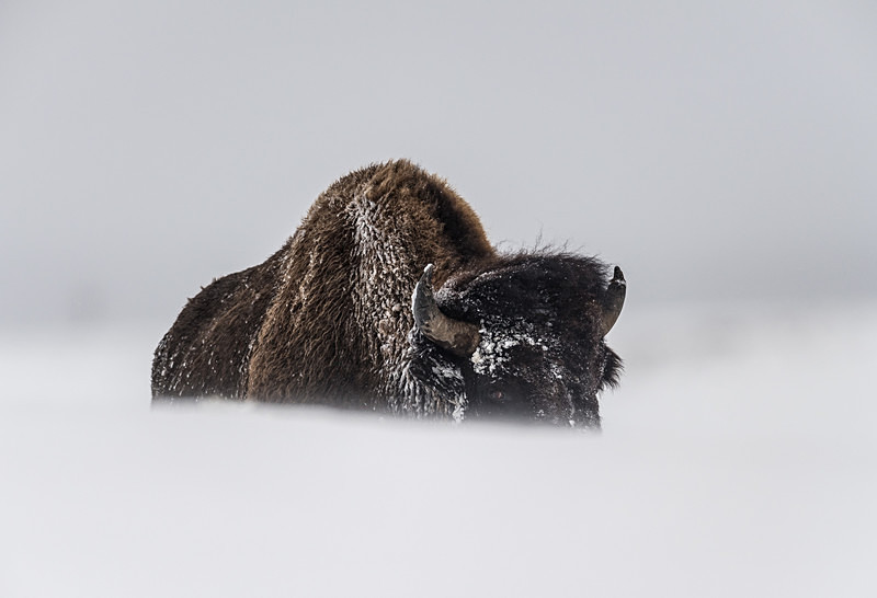  - Yellowstone