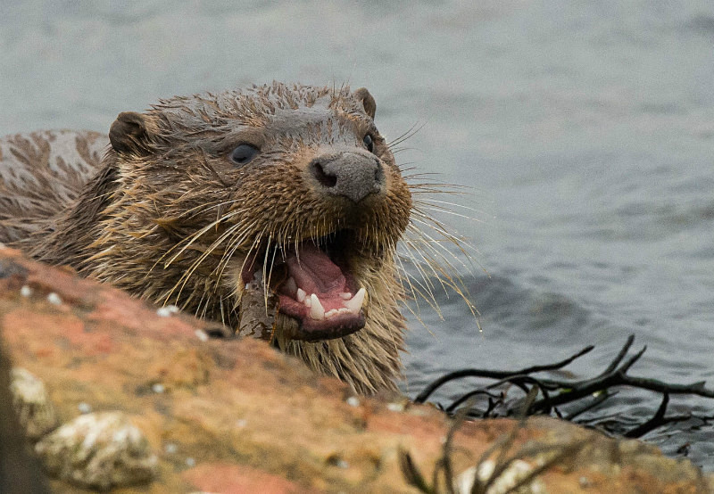  - UK Wildlife