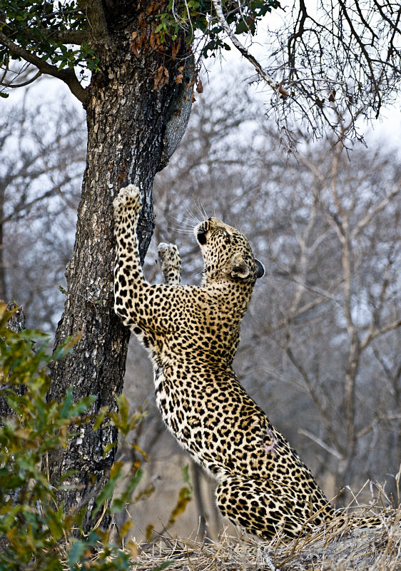  - South Africa