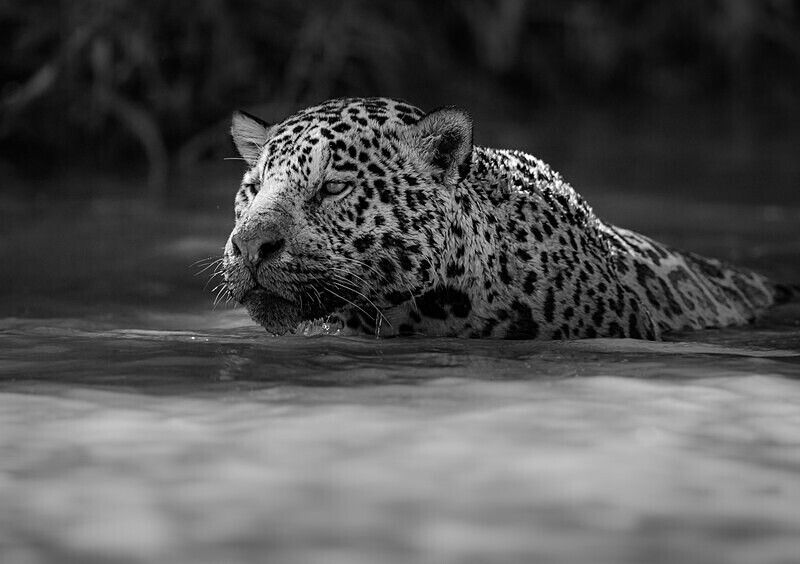  - Monochrome Selection