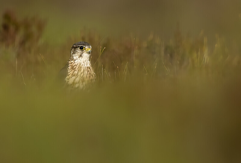  - Photographs of the Month