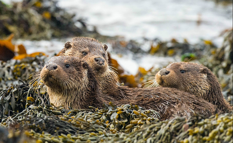  - UK Wildlife