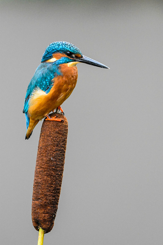  - UK Wildlife