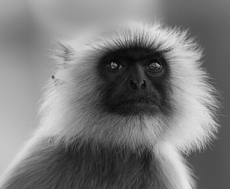  - Monochrome Selection