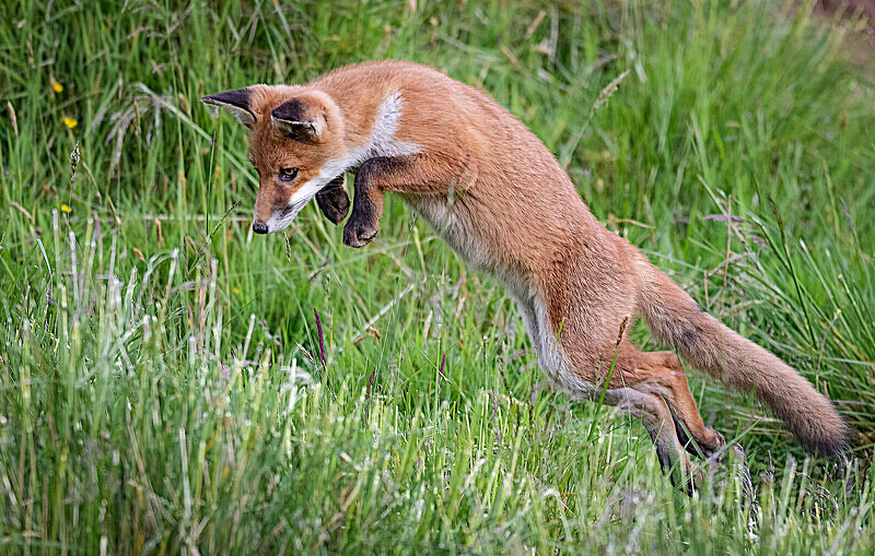  - UK Wildlife
