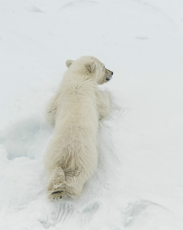  - Arctic