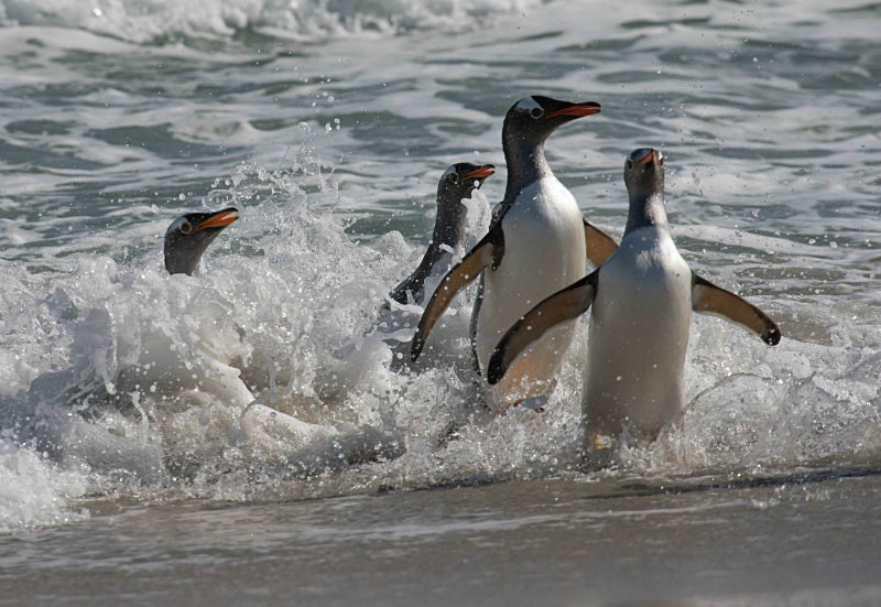  - South Georgia and the Falklands