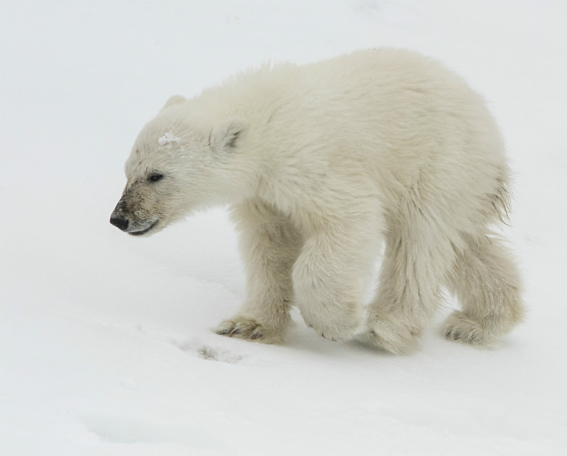 - Arctic