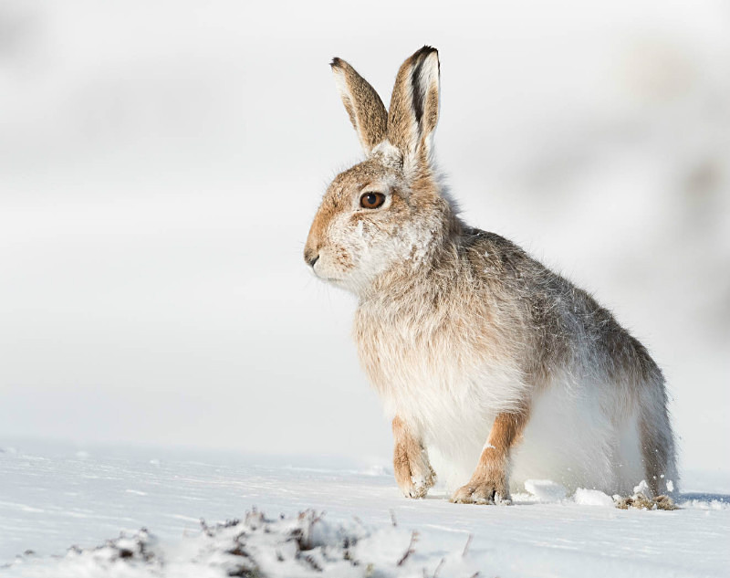  - UK Wildlife