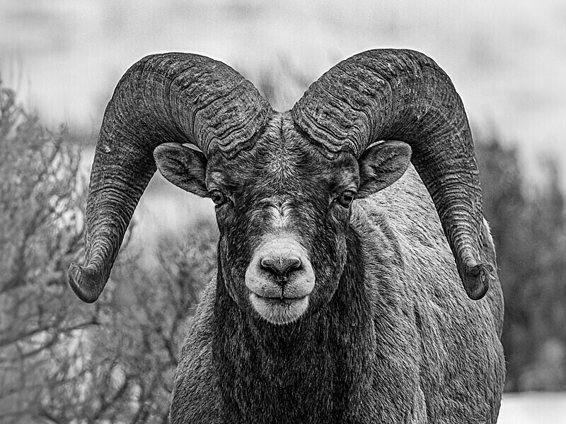  - Monochrome Selection