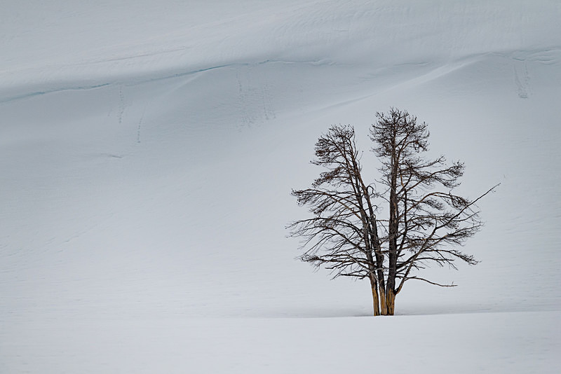  - Yellowstone