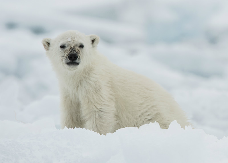  - Arctic