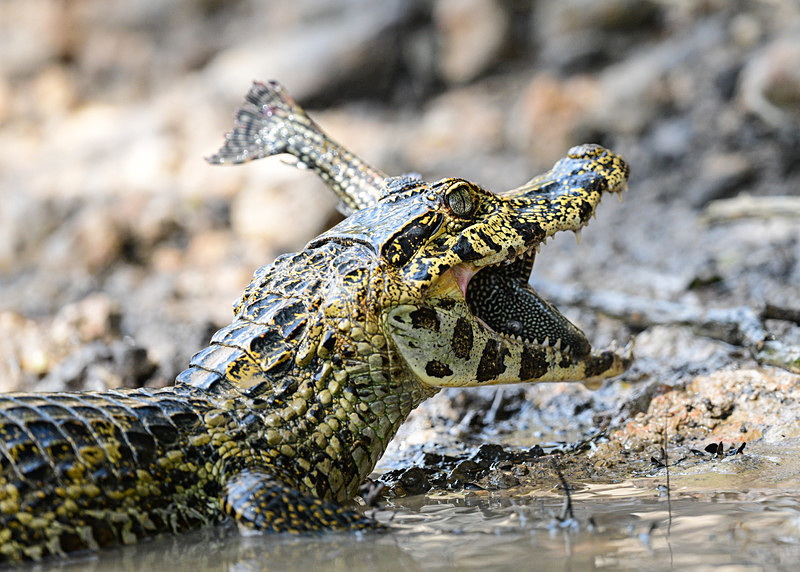  - Pantanal