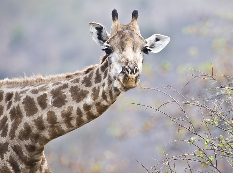  - South Africa