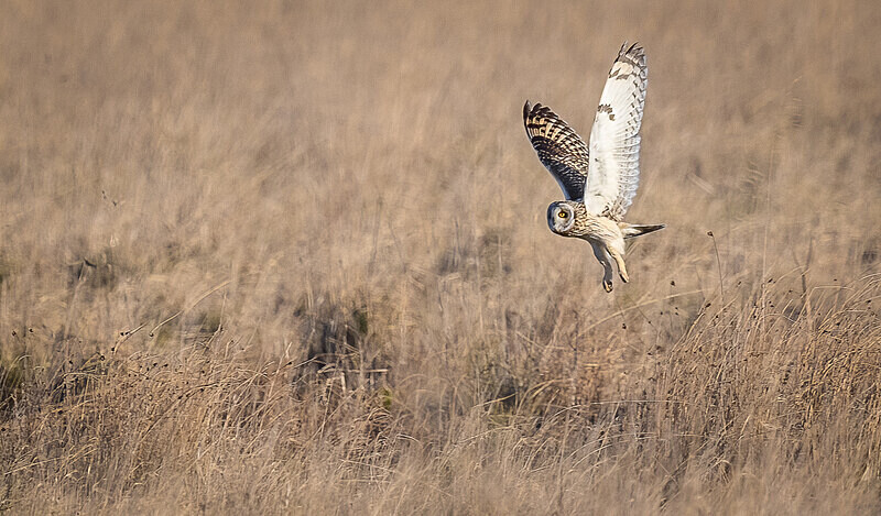  - UK Wildlife