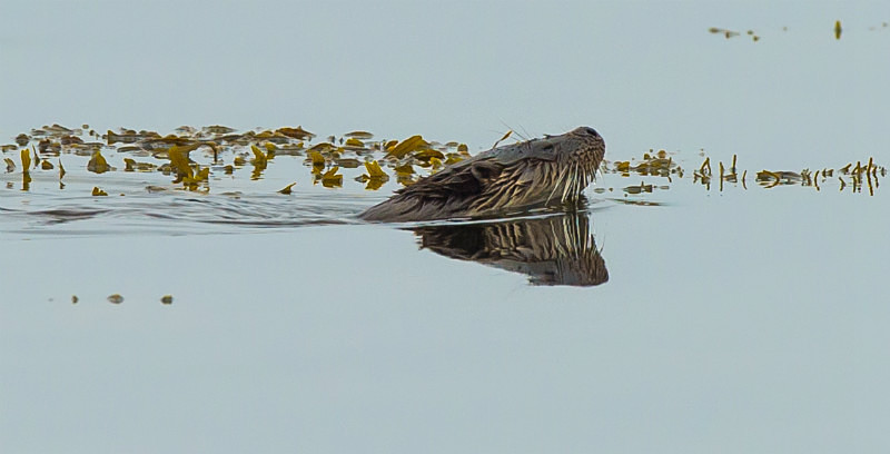  - UK Wildlife