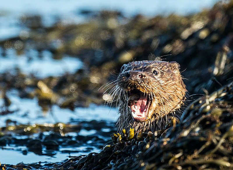  - UK Wildlife