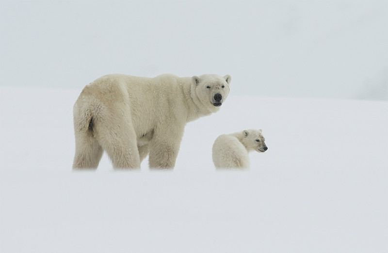  - Arctic