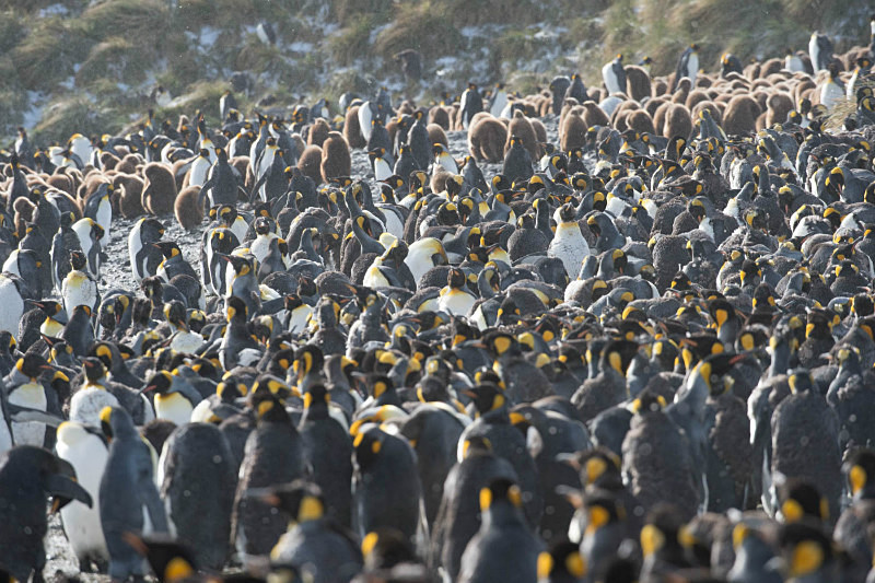  - South Georgia and the Falklands