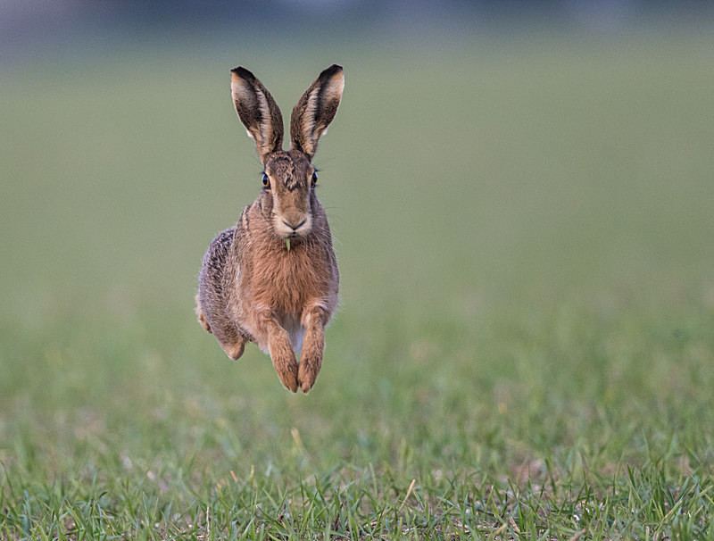  - UK Wildlife