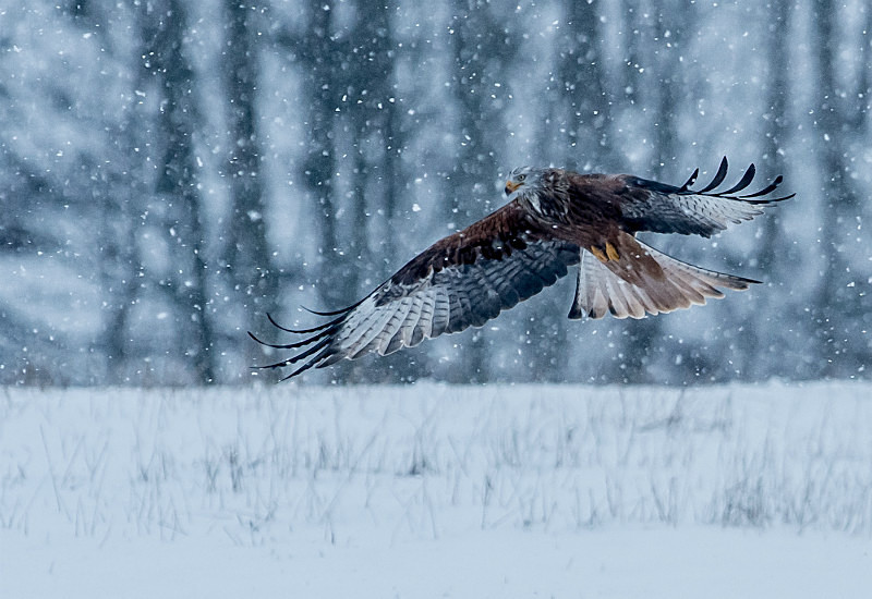  - UK Wildlife