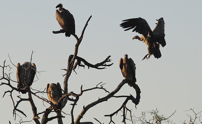  - South Africa