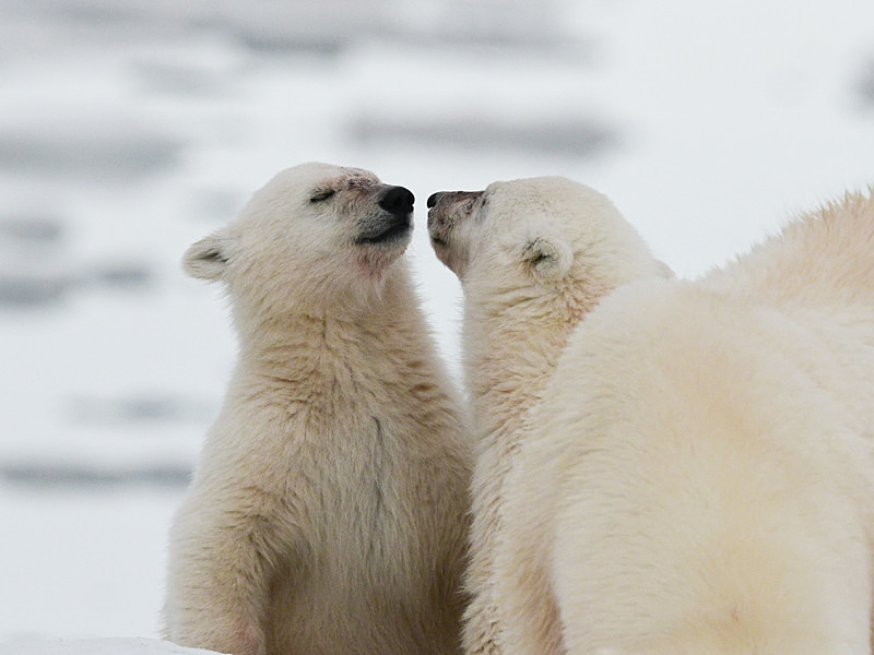  - Arctic