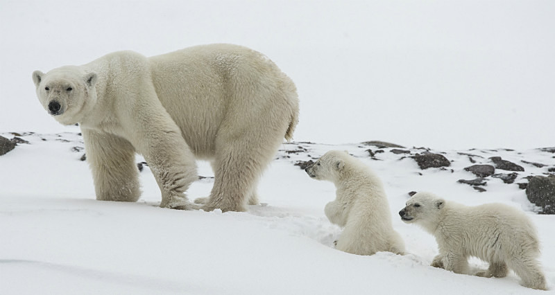  - Arctic