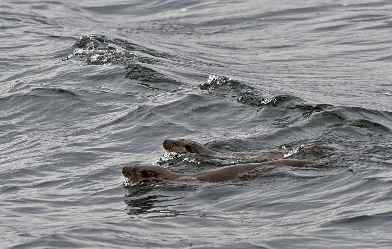  - UK Wildlife