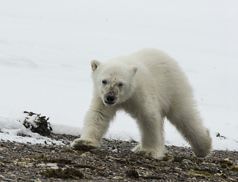  - Arctic
