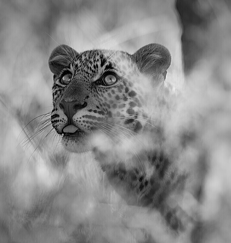 - Monochrome Selection