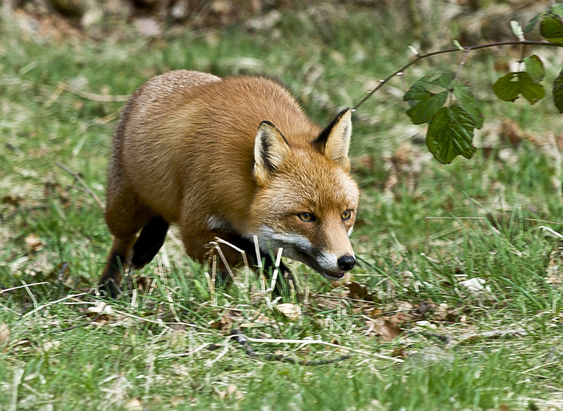  - UK Wildlife