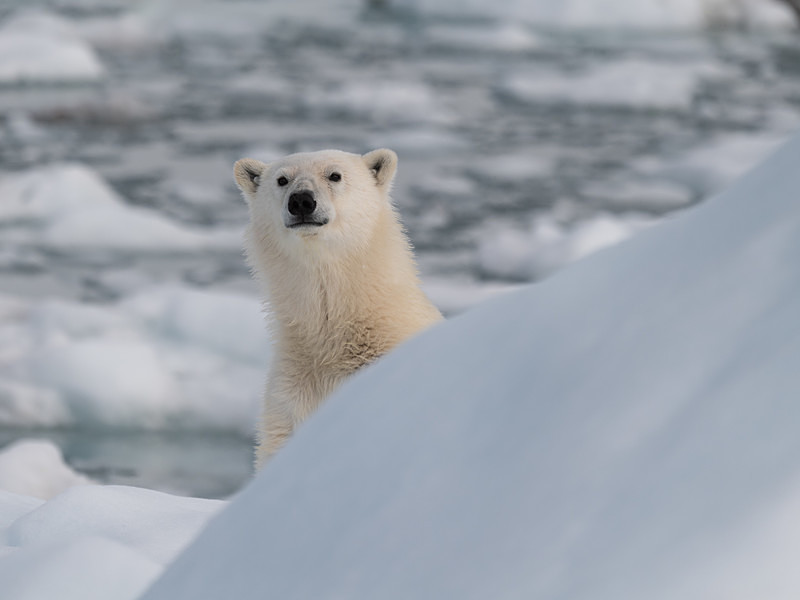  - Arctic