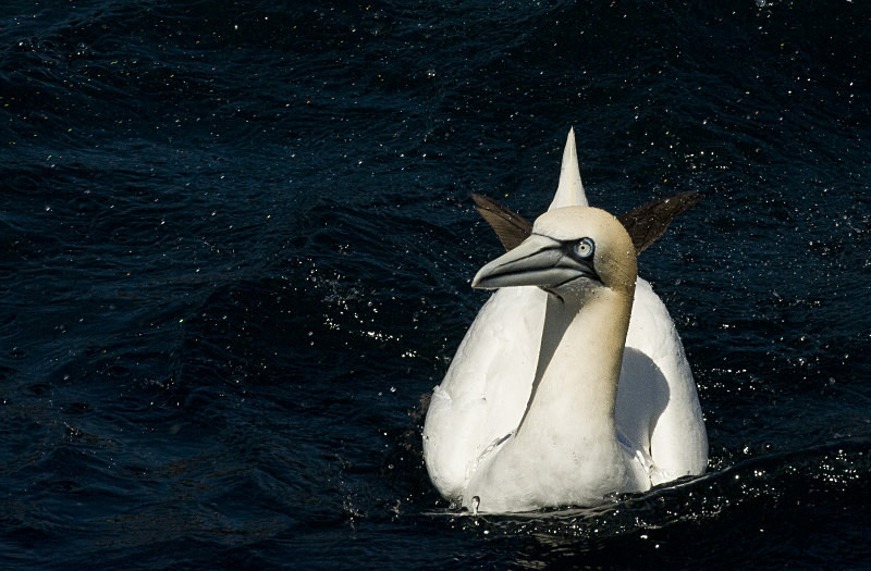  - UK Wildlife