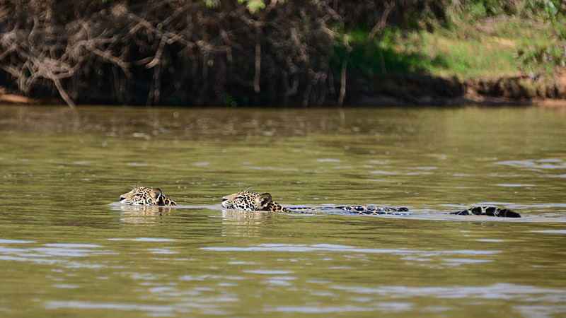  - Pantanal