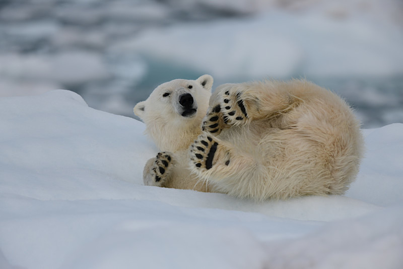  - Arctic