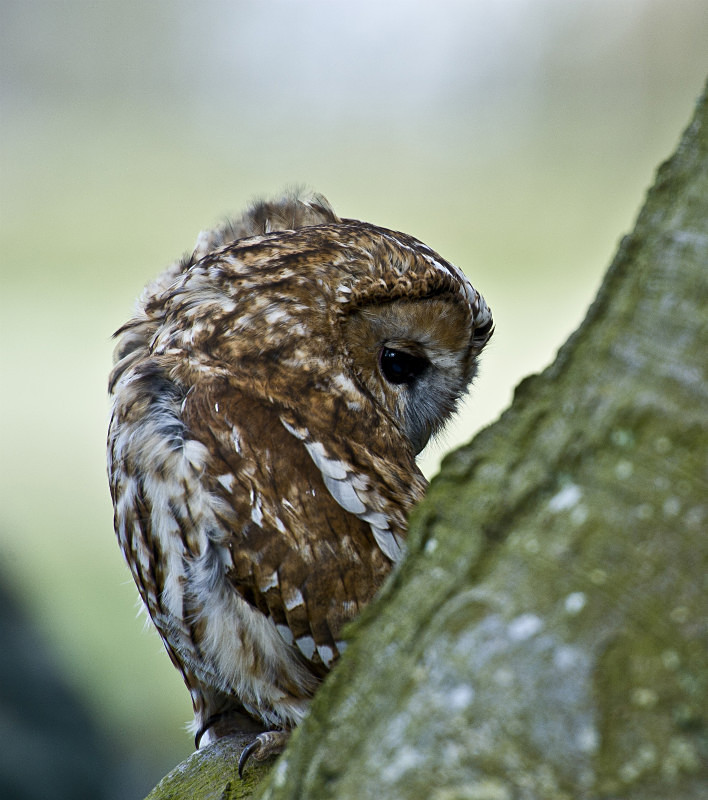  - UK Wildlife
