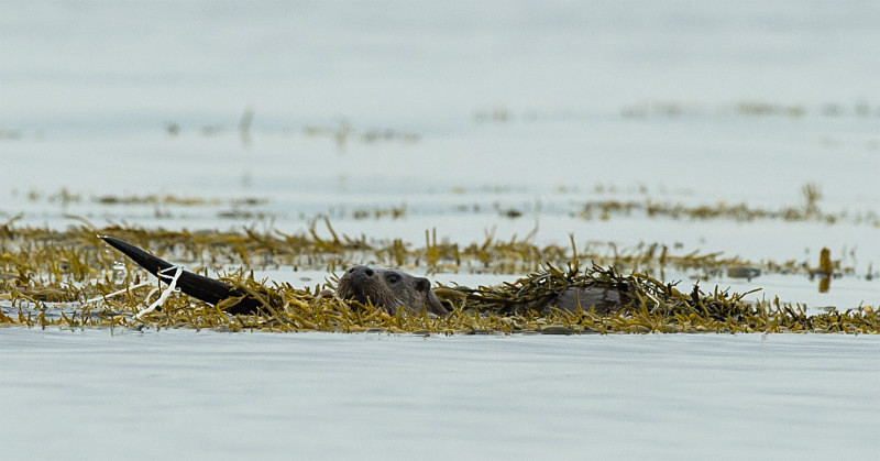  - UK Wildlife