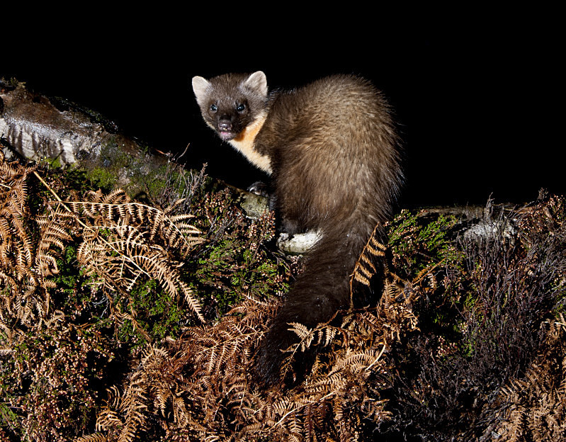  - UK Wildlife