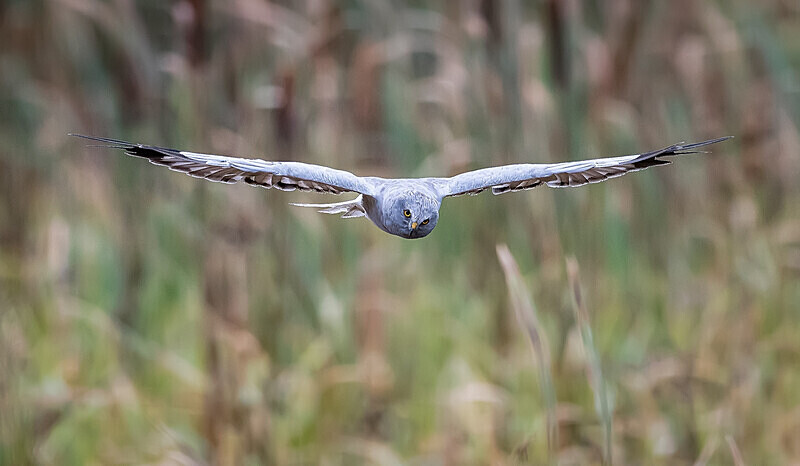  - UK Wildlife