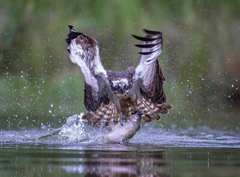  - UK Wildlife