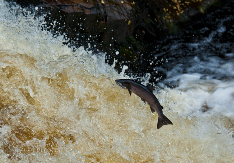  - UK Wildlife