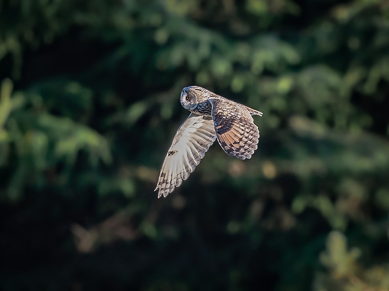  - UK Wildlife