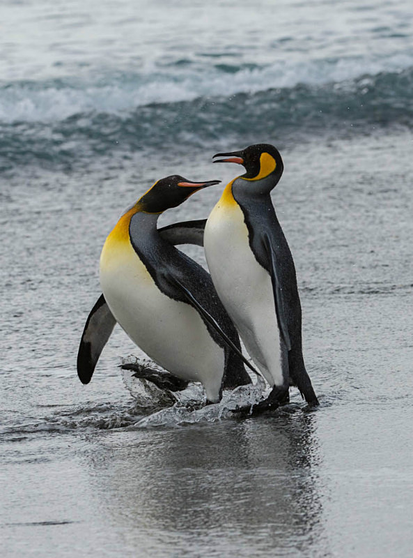  - South Georgia and the Falklands