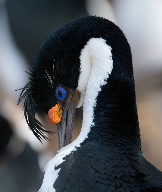  - South Georgia and the Falklands